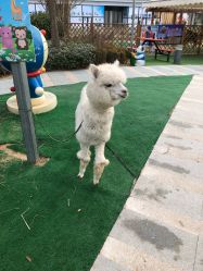 点击看大图 -萌宠亲子动物乐园(槐房万达店)