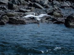-深圳湾公园(南山区)