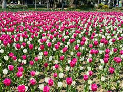 -上海鲜花港