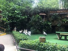 -新加坡飞禽公园
