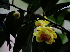 -金花茶公园