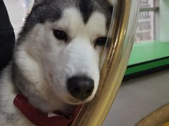 -Husky Go! 哈士奇体验馆·宠物咖啡厅狗咖