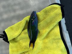 -小猫钓鱼海钓俱乐部(椰梦长廊店)