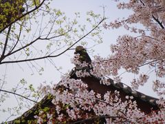 -西安青龙寺遗址景区