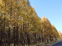 -塞罕坝国家级自然保护区