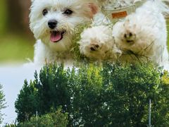 -汉长安城未央宫国家考古遗址公园