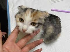 -A猫a狗全科·犬猫异宠·芥西宠物医院(南开总院)