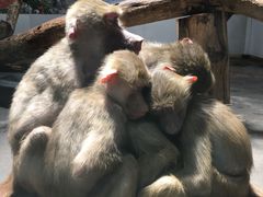 -西安秦岭野生动物园