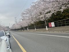 -高东镇樱花园