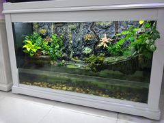 -中环花鸟鱼虫市场