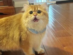 -猫大福·Fortune Cat猫舍(百子湾店)