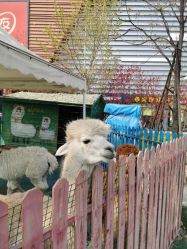 -萌宠亲子动物乐园(槐房万达店)