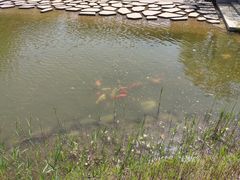 -大望京公园