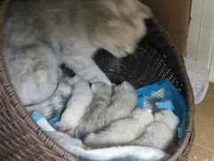 -瑞派宠物医院·24h·骨外科·皮肤科·全科宠物医疗转诊中心(沈阳浑南院)