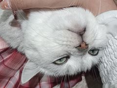 -藏猫猫咖啡主题馆(中央大道店)