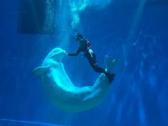 -芜湖新华联大白鲸海洋公园