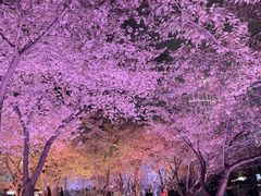 -西北湖绿化广场