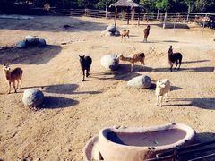 -泉州海丝野生动物世界