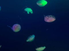 -哈尔滨波塞冬海底世界