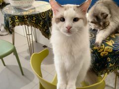-平行世界·猫咖(首经贸店)