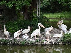 -深圳野生动物园