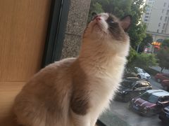 -CAT’S MEWSTAR CAFE·喵星球猫屋(晴湾咖啡店)