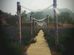 -紫海香堤香草艺术庄园