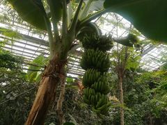 -呀路古热带植物园
