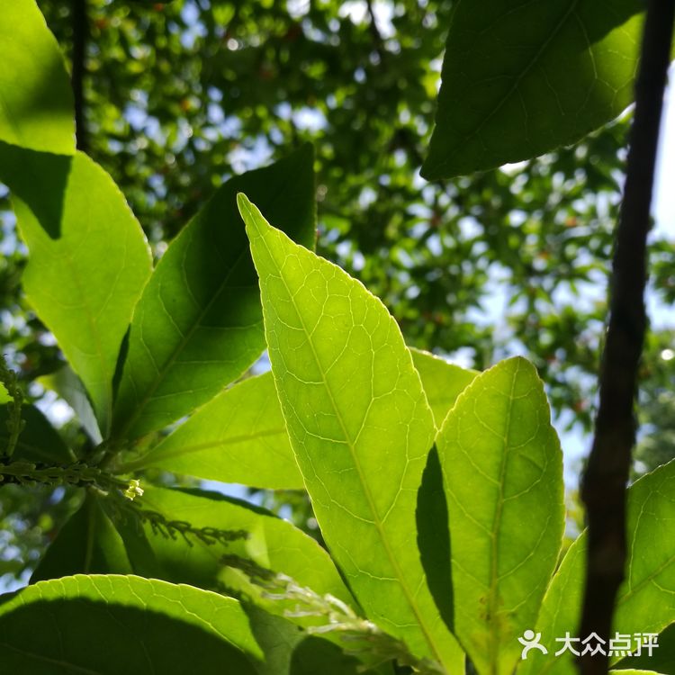 富阳华庭云顶小区， 环境优美， 四周青山绿水