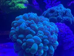 -海合安武汉极地海洋公园
