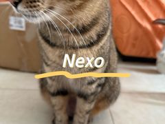 -瑞派动物医院·猫专科·至诚(江南中分院)