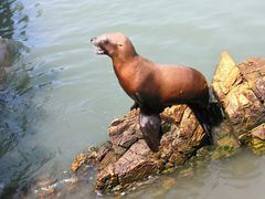 -西霞口神雕山野生动物世界