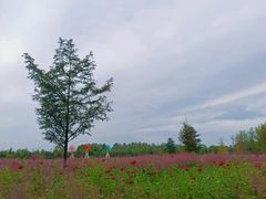 -日照海滨国家森林公园