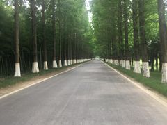 -黄海国家森林公园