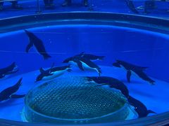 -上海海昌海洋公园