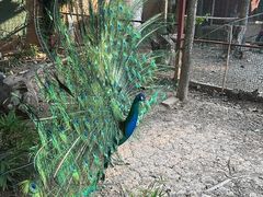 -西双版纳总佛寺