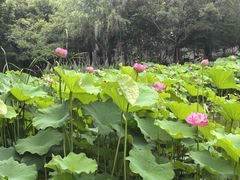 -陈家山荷花公园