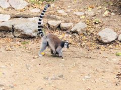 -清迈夜间动物园