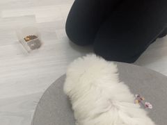 -多乐狗狗宠物训练工作室