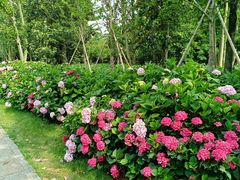 -上海共青森林公园