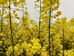 -中国天府农业博览园