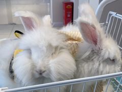 -怪兽屋·羊驼·猫咖·狗咖(俊华广场店)