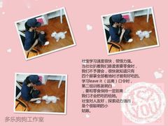 -多乐狗狗宠物训练工作室