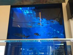 -迪拜水族馆及水下动物园