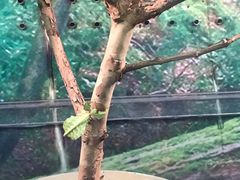 -上海大自然野生昆虫馆(东方明珠·爬宠昆虫探索中心)