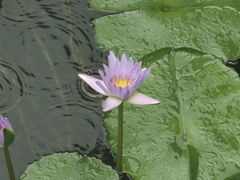 -重元寺香积厨素斋馆