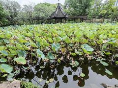 -上海醉白池公园