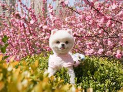 -超宠爱宠物摄影-Super pet