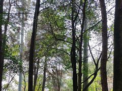 -铁山坪森林公园