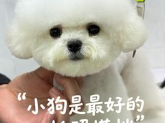 -翊宠yipet猫狗购宠庄园犬舍•猫舍